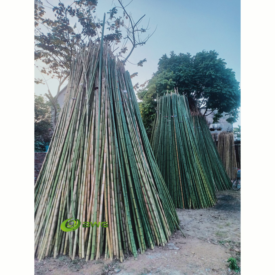 Bamboo Poles/ Stakes/ Sticks/ Canes for plants and tree guards - Vietnam